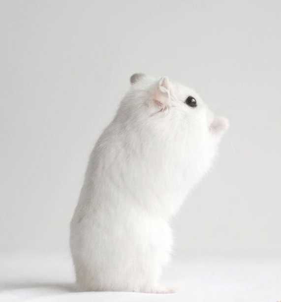 Роскошные джунгарские хомячки, белоснежного окраса, хомячата, хомяки