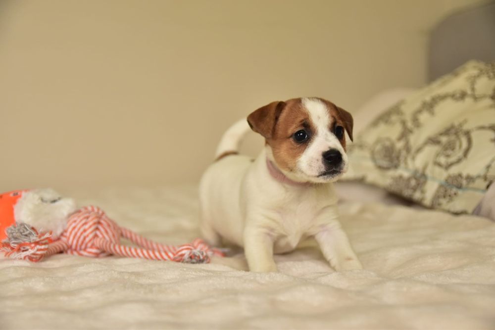 Jack Russell terrier sunia FCI