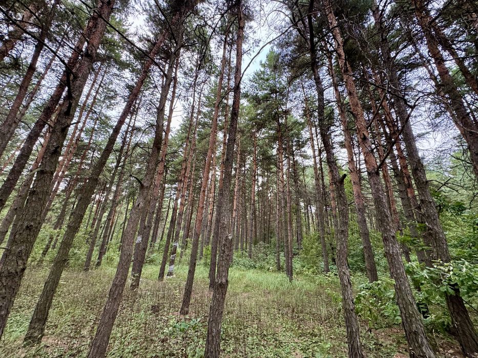 Продаж ділянки від 40 соток до 10Га. с. Ясногородка Киівська область