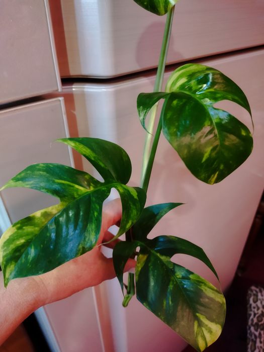 Эпипремнум пинатум Голдфингер, эпипремнум Марбл вариегата