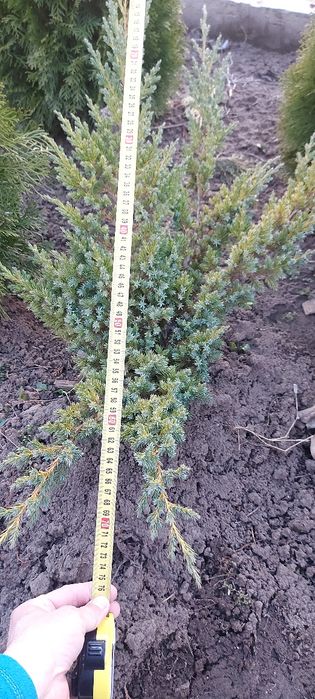 Ялівець лускатий Блю Стар та інші