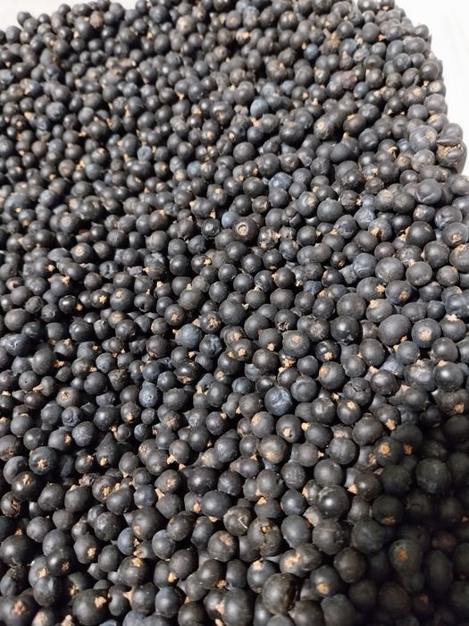 Продам ялівець ягода