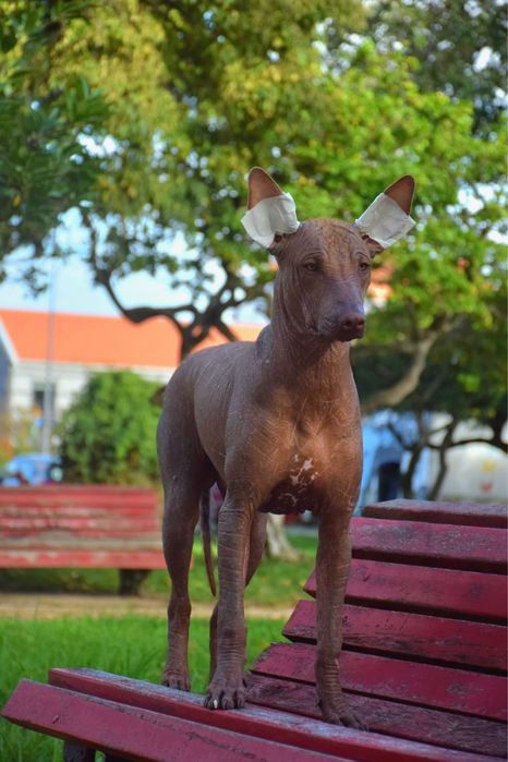 Lyborius Legacy - Cão Sem Pelo do Mexico