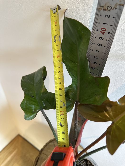 Філодендрон Philodendron Spanish Guitar