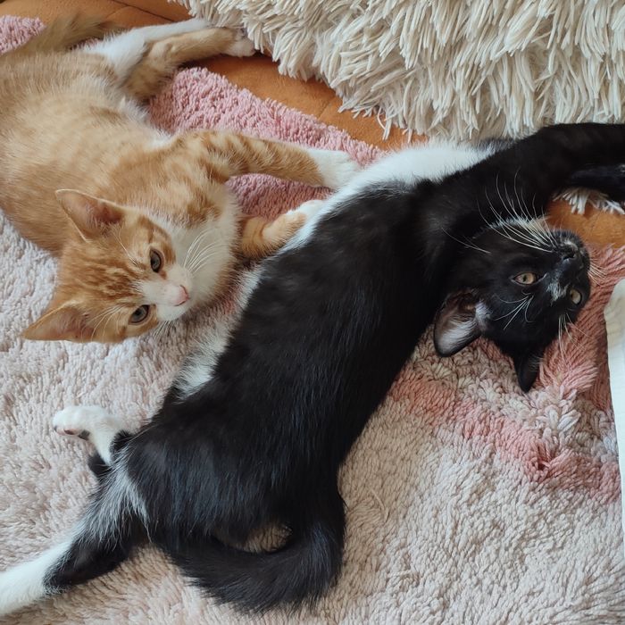 Dwaj bracia Sasza i Misza do adopcji.