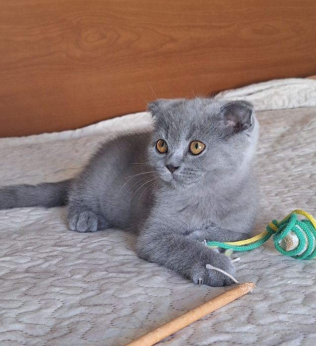 Scottish  fold  fêmea