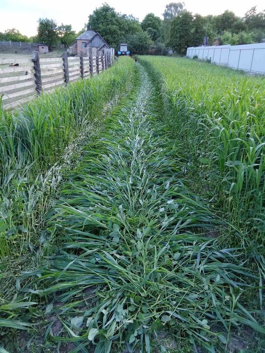 Продам сіно! Запитуйте