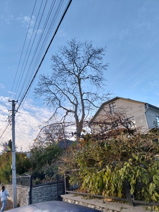 Зрізання дерев будь-якої складності!