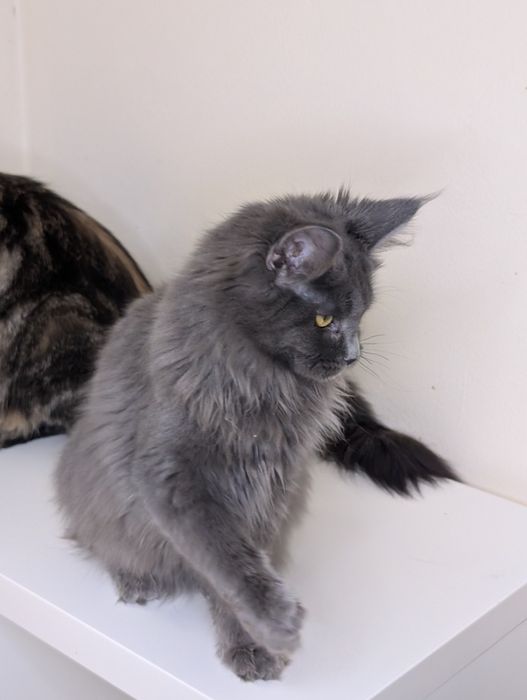 ELSA niebieska kotka Maine Coon. Zapraszamy