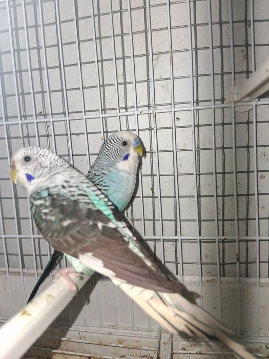 Casalinho de piriquitos asas negras e ninhos