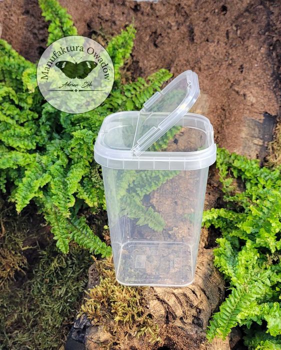 Pojemnik plastikowy braplast 425 ml – 8×8×11cm Łamana pokrywka
