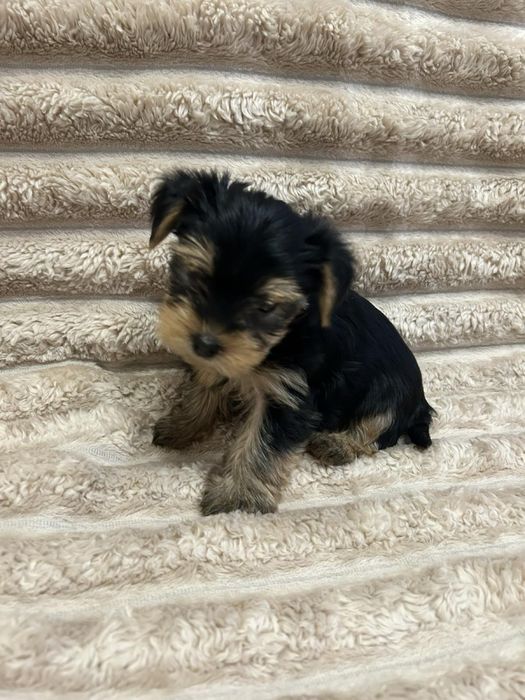 Цуценята йоркширський терʼєра