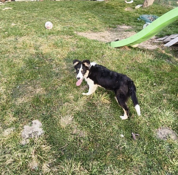 Border collie,suczka Euforia ZKwP