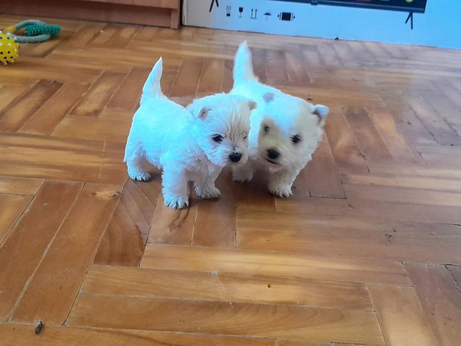 West Highland White Terrier - suczka (szczenię)