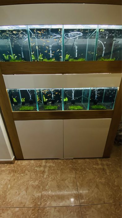 Vendo Guppys e camaroes, criaçao propria