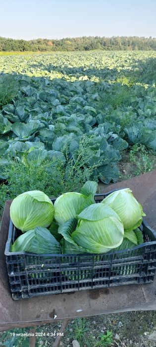 Kapusta główki , szatkowana kamienna głowa