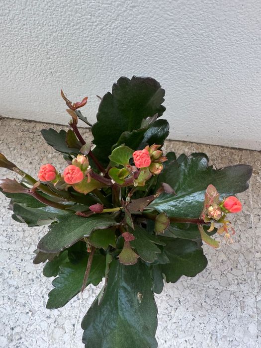 Planta kalanchoe com botões