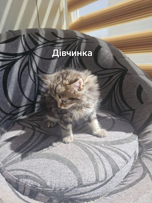 Кошенята в добрі руки