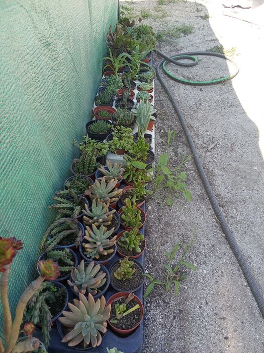 Suculentas variadas e agaves