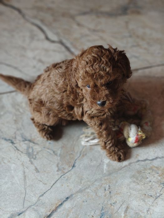 Pudel miniaturowy red