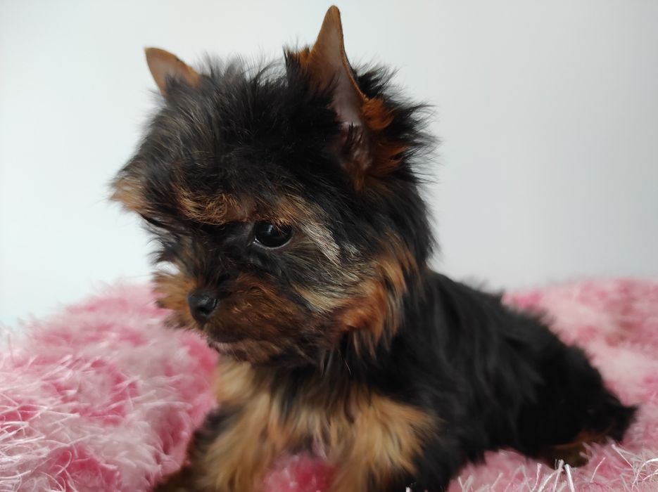 Yorkshire z rodowodem