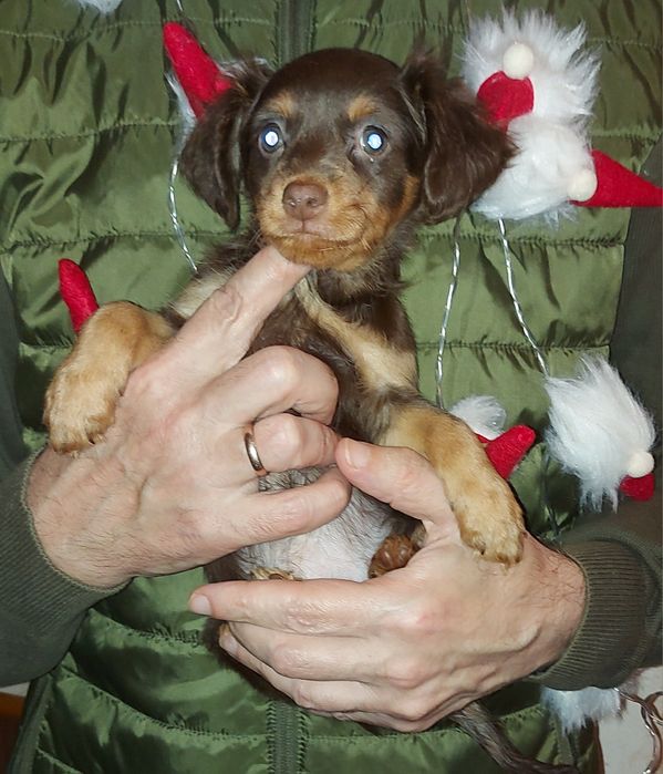 Готовятся к продаже эффектные девочки длинношерстного той терьера