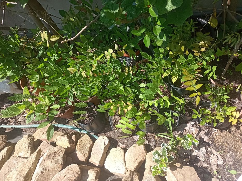 Glicínia de côr lilás