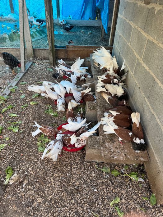 Vendo Pombos raça capuchinho e outros