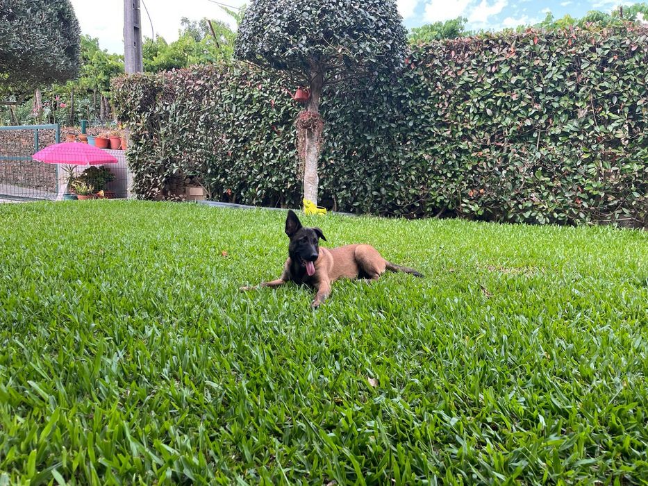 Pastor belga malinois