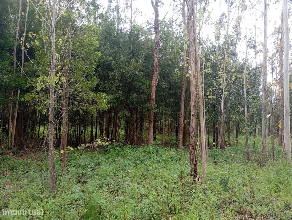 Terreno  com moinho, na rota dos mionhos em Ouca – Vagos