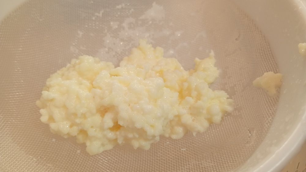 Aktywne grzybki kefirowe / tybetańskie około 50-60g