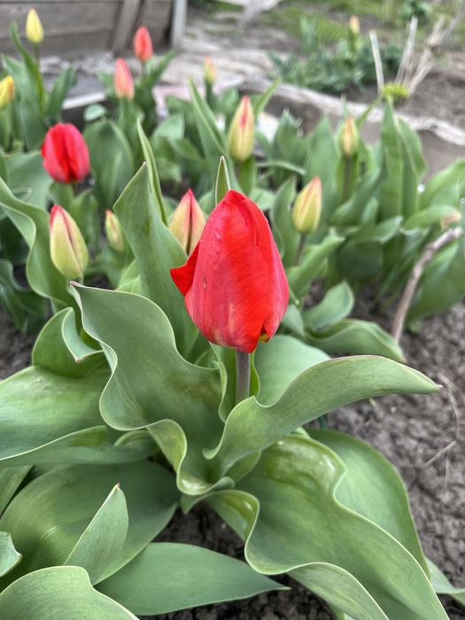 Тюльпан Червоний класичний
