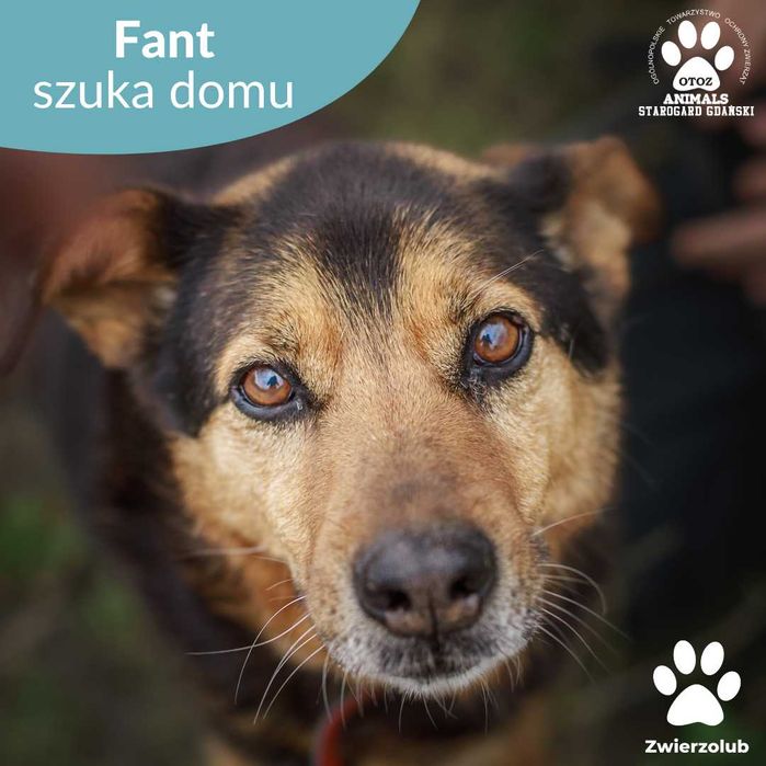 Spokojny Fant szuka nowej rodziny!