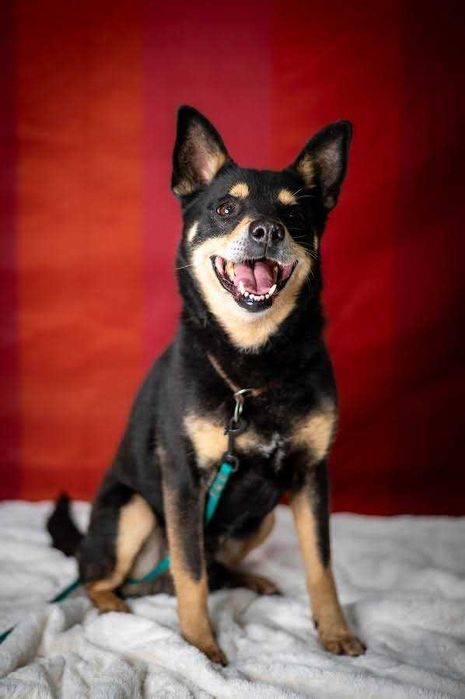 Uroczy Vigor w typie shiby szuka kochającego domu