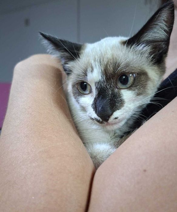 Gata fêmea para adoção responsável