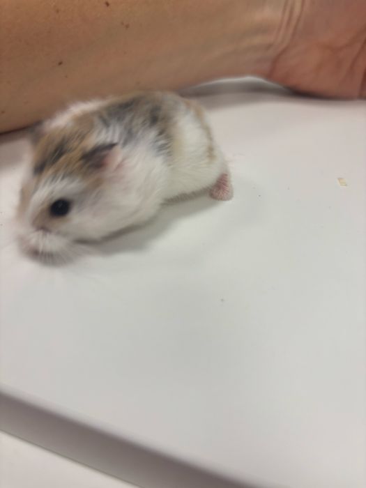 Chomik roborowskiego