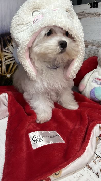 Мальтійська болонка VoliX — шоу-клас, корейський тип, babyface