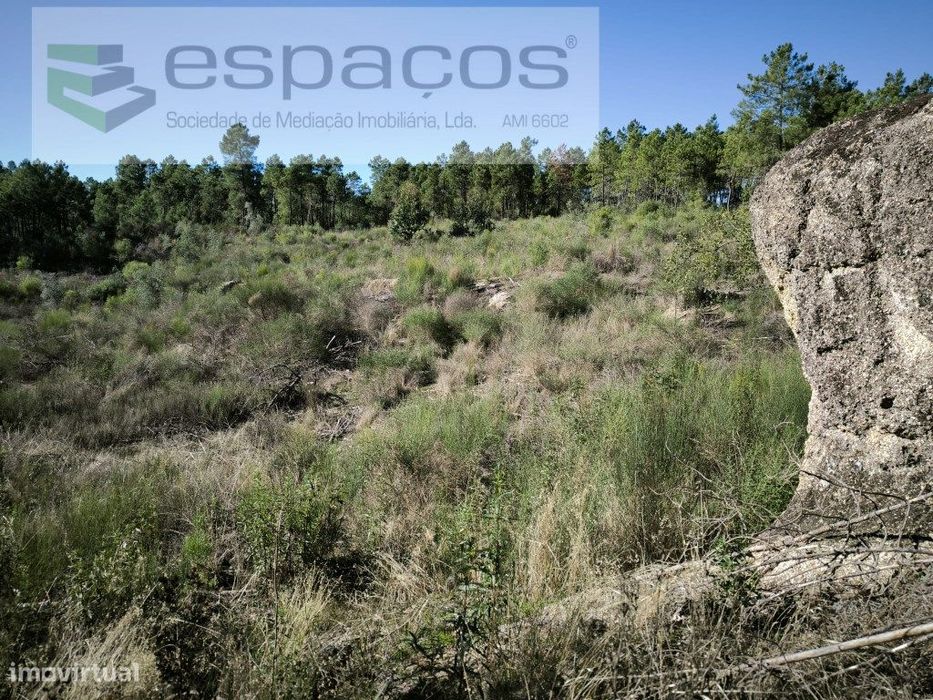 Terreno rústico com sobreiros - Salgueiro do Campo