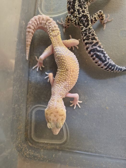 Młode gekony lamparcie