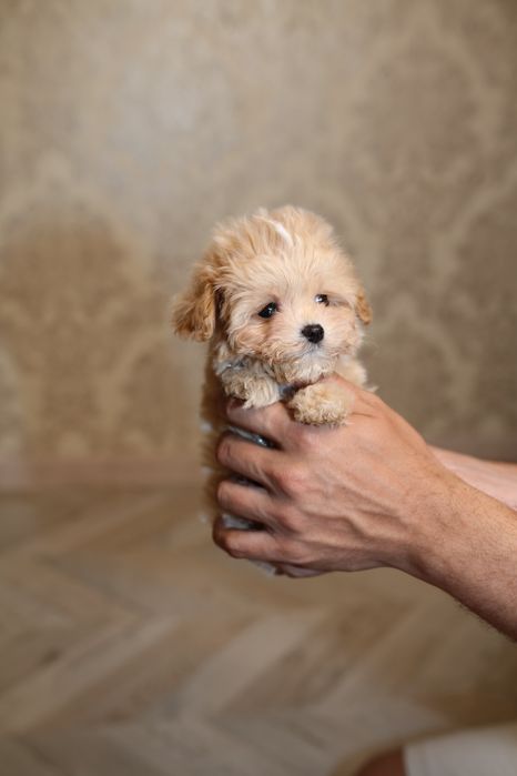 Настоящий эксклюзив микро размера, девочка мальтипу на ладошку•LOREEN•