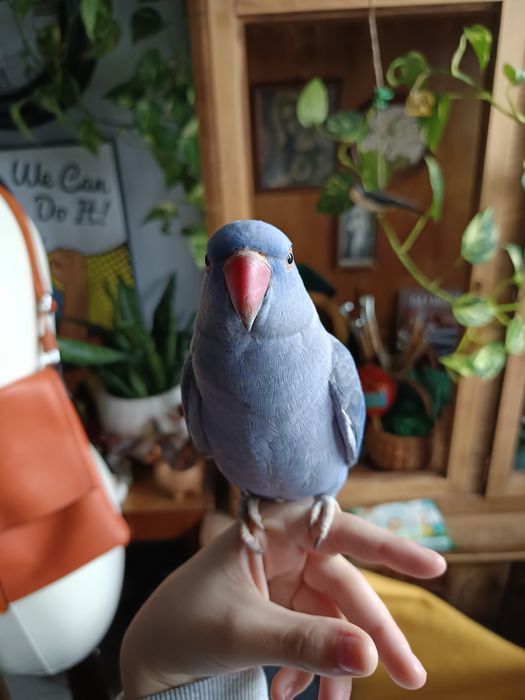 Papuga ręcznie karmiona, oswojona. Młoda z maja 2025r.