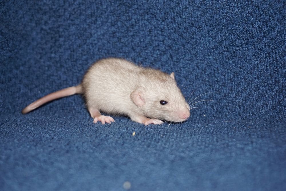 Szczur, szczury, szczurki devil, dumbo, syjamskie, rex