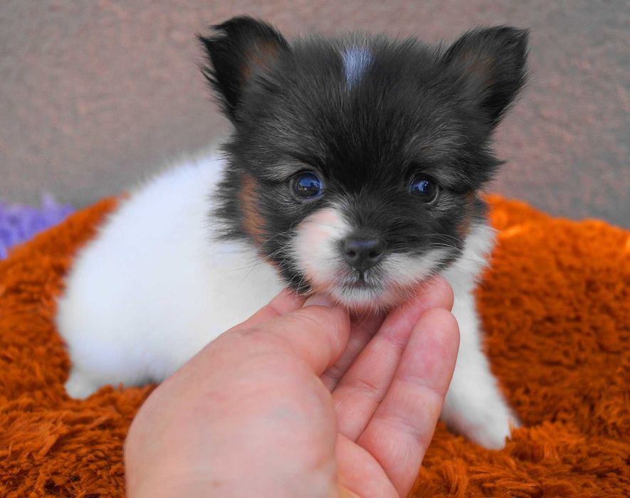 мини девочка папильон