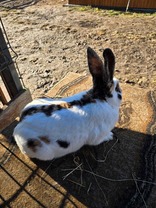 Samiec Srokacz Reński.