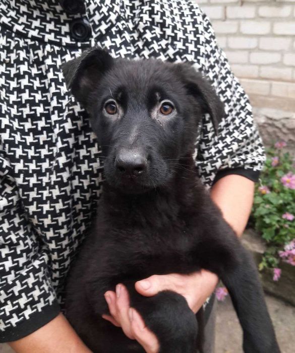 Німецька вівчарка