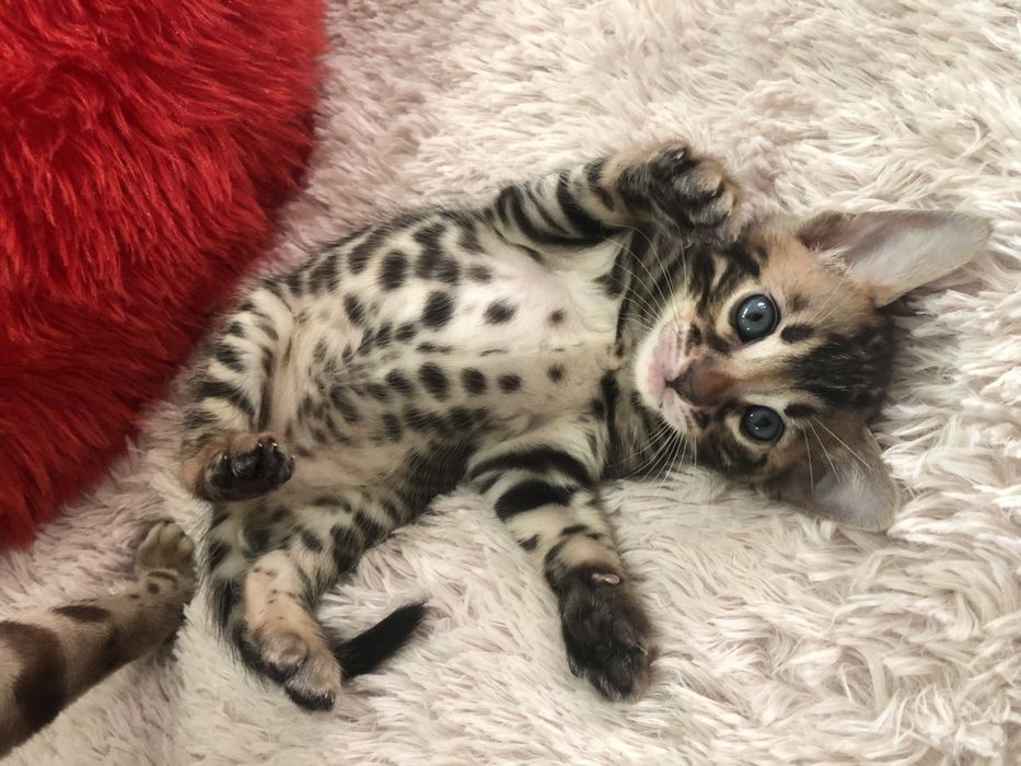 Бенгальские котята шоу-класса
