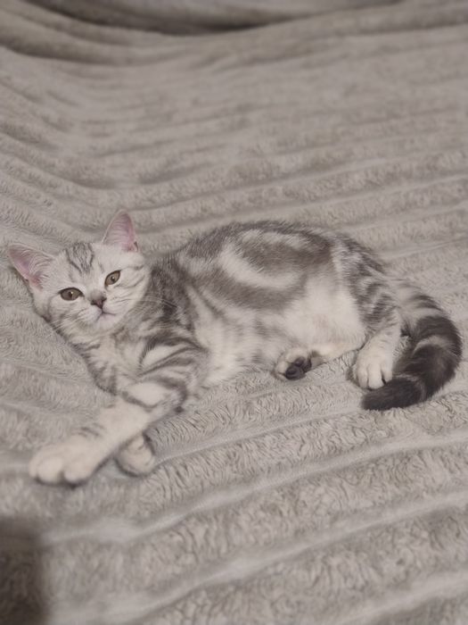 Шотландские котята.