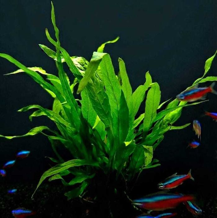 Rośliny akwariowe, roślina do akwarium Microsorium pteropus