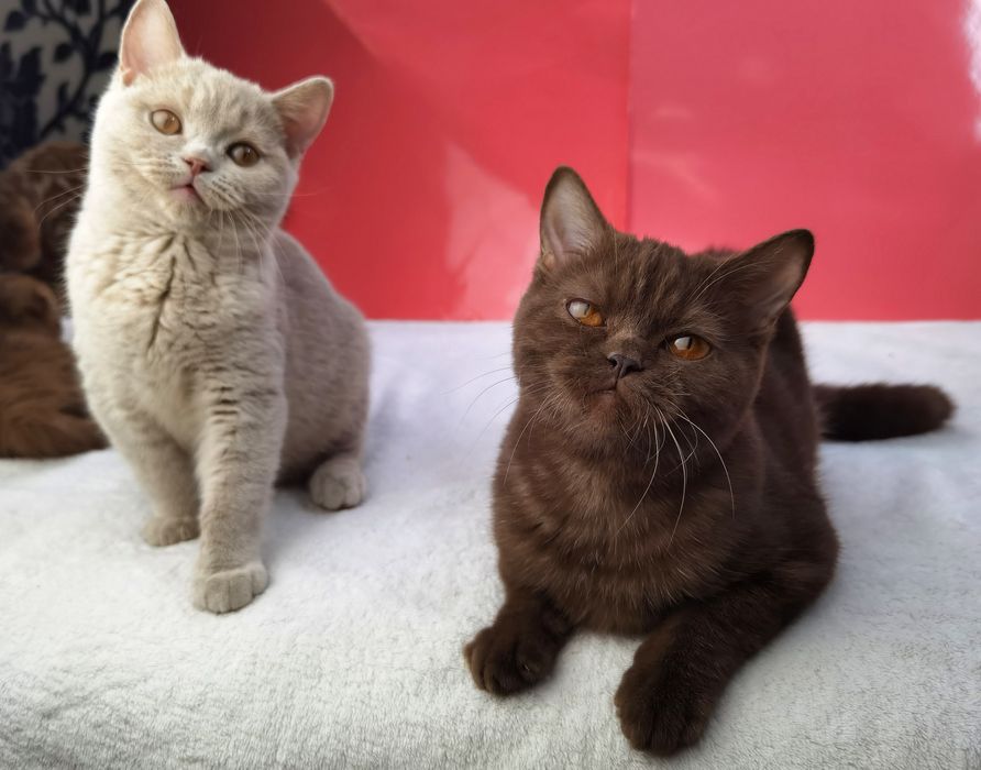 Шоколадная шотландская кошечка с документами и прививками