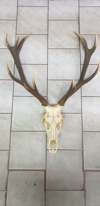 Wielkie trofeum jelenia poroże z czaszką, dwunastak